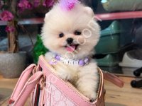 Pomerrian Boo Yavrular