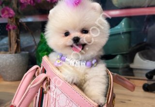 Pomerrian boo yavrular
