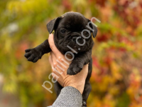 Kömür Karası En Sağlıklı French Bulldog Yavruları