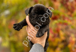 Kömür karası en sağlıklı French Bulldog yavruları