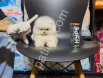 Teacup Pomeranian Boo Yavrular