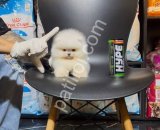Teacup Pomeranian Boo Yavrular
