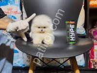 Teacup Pomeranian Boo Yavrular