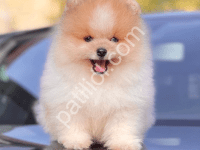 Show Kalite Fenomen Pomeranian Boo