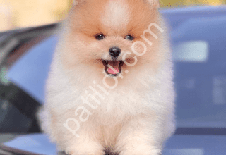 show kalite fenomen pomeranian boo