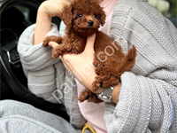 Show Kalite Toy Poodle Yavrular