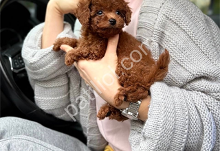 Show kalite toy poodle yavrular