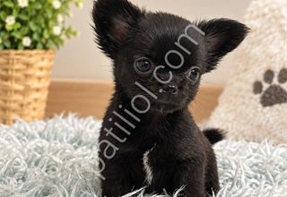 SİYAHIN EN GÜZEL TONU MİKRO TEACUP PRENS VE PRENSES
