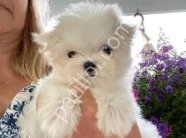 MALTESE TERRİER CİNSİ