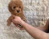 A kalite sağlık ırk garantili bebişler