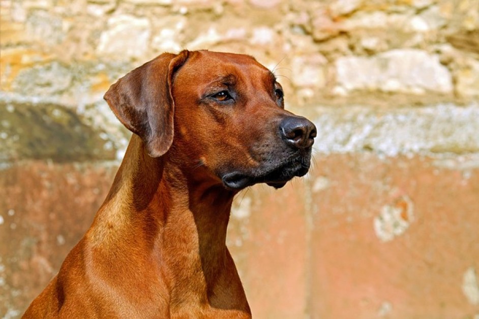 Köpeklerde Dengeli Diyet Nasıl Oluşturulur?