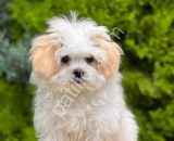 Dizayn ırk morkie yavrular