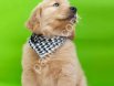 Safkan Golden Retriever Yavrularım