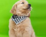 Safkan Golden Retriever Yavrularım