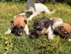 Saf kan jack russell