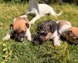 Saf kan jack russell