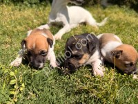 Saf Kan Jack Russell