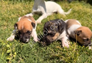 Saf kan jack russell