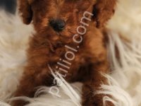 Veteriner Teknikerinden Dişi Poodle
