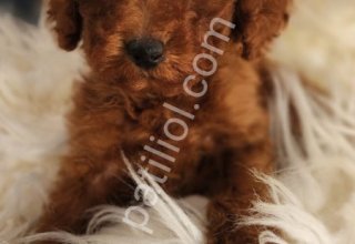 Veteriner teknikerinden dişi Poodle