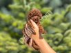 DARK RED BROWN TOY POODLE
