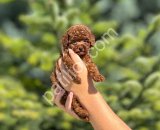 DARK RED BROWN TOY POODLE