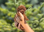 DARK RED BROWN TOY POODLE