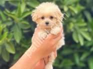 En Sevimli Maltipoo Yavrularım