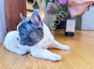 Mavi Beyaz French Bulldog Yavruları