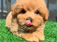 DÜNYA TATLISI MALTİPOO YAVRULARI
