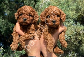 DENİZLİ POODLE EVİNDEN OYUNCAK BOY POODLE BEBEKLER