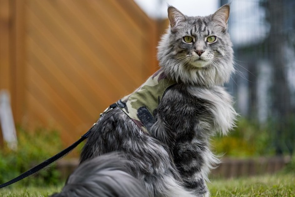 Dünyanın En Popüler Kedi Irkları ve Özellikleri
