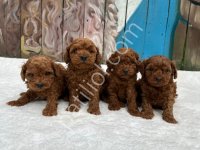 Ruhsatlı Poodle Evinden Oyuncak Boy Poodle Bebeklerim