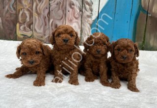 RUHSATLI POODLE EVİNDEN OYUNCAK BOY POODLE BEBEKLERİM