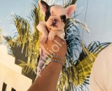 RESMİ İŞLETMEDEN FRENCHBULDOG YAVRULARI