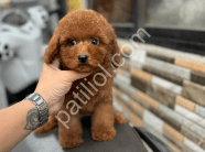 Show Kalite Toy Poodle Yavruları