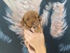 Petibör tadında toy poodle bebeklerim