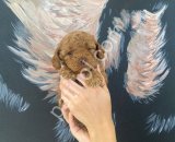 Petibör tadında toy poodle bebeklerim