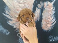 Petibör Tadında Toy Poodle Bebeklerim