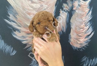 Petibör tadında toy poodle bebeklerim