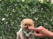 POMERRİAN boo yavrular