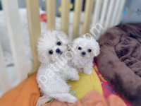 Maltese Terrier Cinsi Yavrular