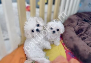 MALTESE TERRİER CİNSİ YAVRULAR