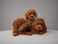 Safkan Toy Poodle Sahiplendirme