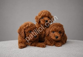 Safkan Toy Poodle Sahiplendirme
