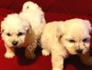 Minnak maltipoo bebeklerimiz