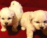 Minnak maltipoo bebeklerimiz