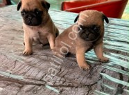 Son erkek dişi Pug mobs bebekler