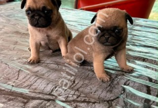 Son erkek dişi Pug mobs bebekler