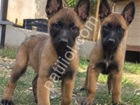 Üst Düzey Kalitede Malinois Yavruları
